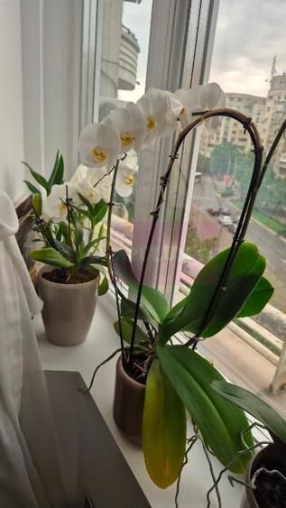 Vanzre apartament de 3 camere in zona Corneliu Coposu,metrou